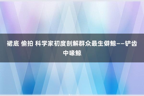 裙底 偷拍 科学家初度剖解群众最生僻鲸——铲齿中喙鲸