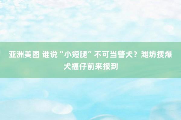 亚洲美图 谁说“小短腿”不可当警犬？潍坊搜爆犬福仔前来报到