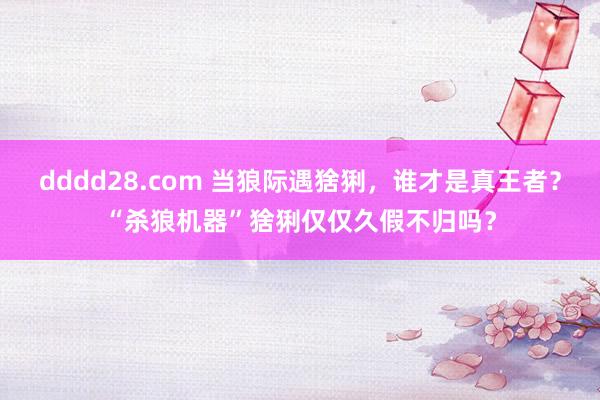 dddd28.com 当狼际遇猞猁，谁才是真王者？“杀狼机器”猞猁仅仅久假不归吗？