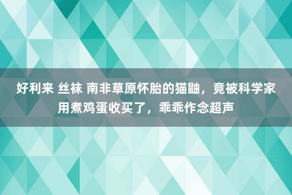 好利来 丝袜 南非草原怀胎的猫鼬，竟被科学家用煮鸡蛋收买了，乖乖作念超声